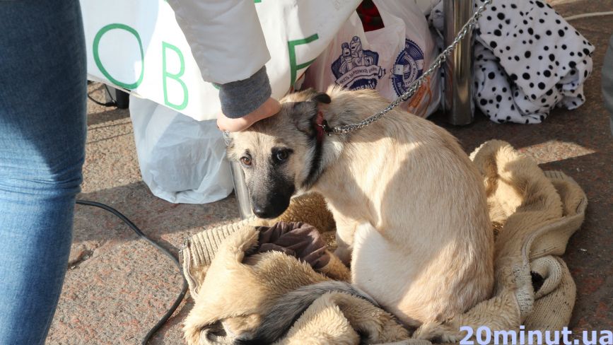 Тернополянка віддала 700 гривень на їжу для безпритульних собак