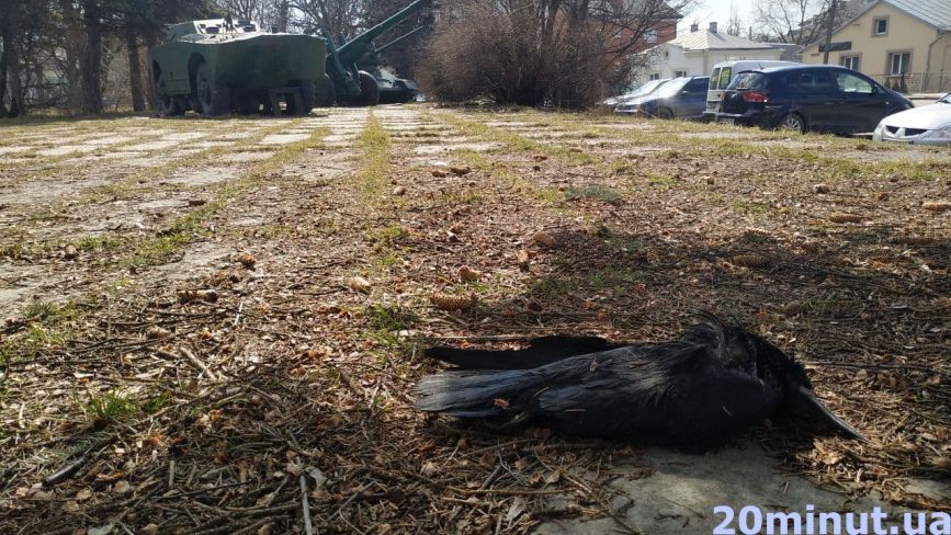 Мертві птахи та купи сміття: у "Старому парку" тільки фільми жахів знімати. Ми перевірили