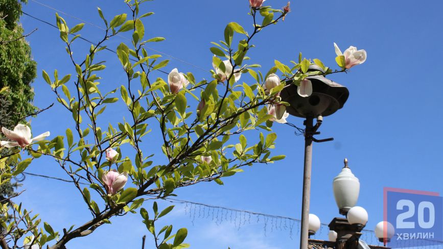 Фото дня: Центр Тернополя буяє цвітом
