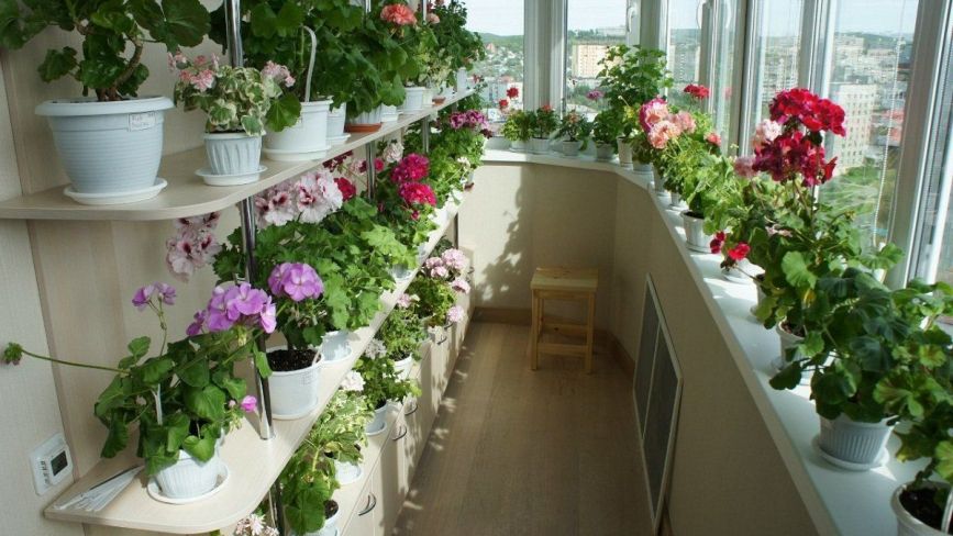 Скільки коштує зробити квітник на балконі? Дивіться ціни у тернопільських магазинах та на ринку