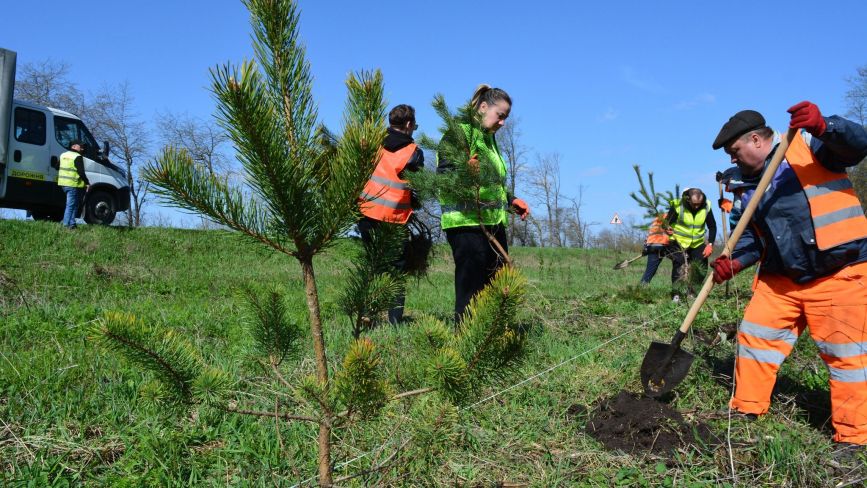 Дороги Тернопільщини захищатимуть 1000 нових дерев