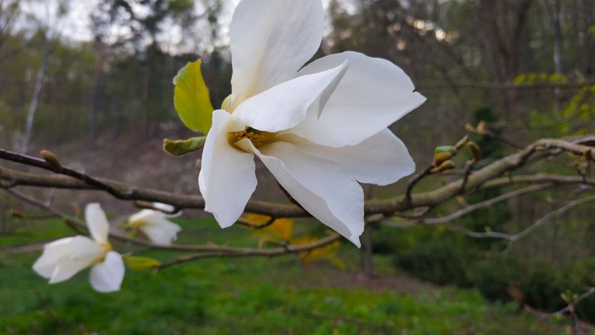 У Кременецькому ботанічному саду квітнуть магнолії