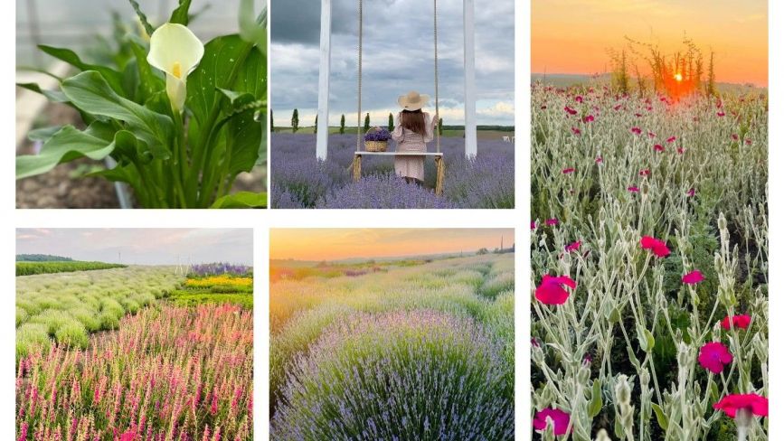 За емоціями — до квітів: де на Тернопільщині зробити атмосферні фотосесії і відпочити