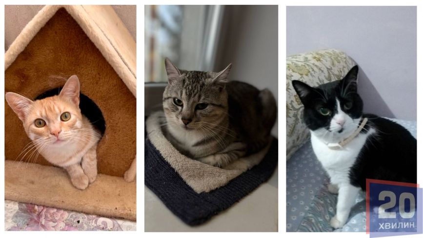 У Всесвітній день котів тернополяни поділились фото своїх улюбленців: гортайте добірку