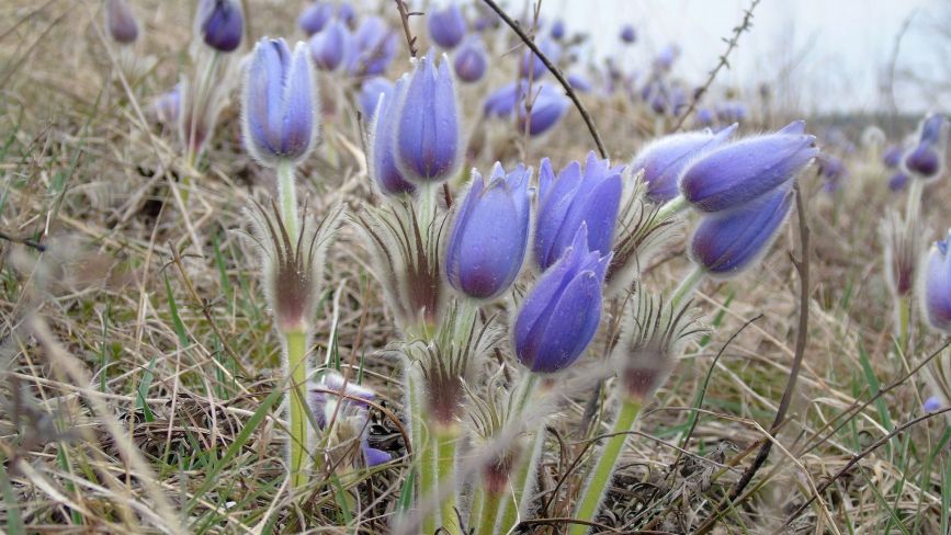 У заповідному парку на Тернопільщині квітнуть рідкісні первоцвіти
