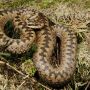Безпечні і ні: які змії є на Тернопільщині (ІНФОГРАФІКА)
