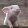 Фермерам Тернопільщини радять, як зупинити поширення африканської чуми свиней