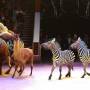 Тернополянка подала петицію з проханням заборонити пересувні цирки з тваринами в Тернополі