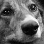 У Тернополі отруїли собаку, яка народила шість цуценят