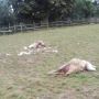 Дев'ять пошматованих овець і жодної краплі крові. На Шумщині люди бояться пускати дітей на вулицю