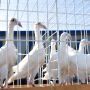 На виставку привезли голубів зі всієї України