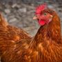 Не купуйте курятину та яйця з рук: Держпродспоживслужба