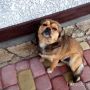Річниця пам'яті: жорстоко вбили собаку відомого гумориста  Владзя з "Вар'ятів"