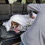 У Тернополі бійцівський пес мало не загриз стареньку безпритульну собаку