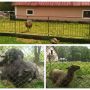 Олені, страуси  та буйволи: якими ще тваринами готовий здивувати вас зоокуток у парку «Топільче»