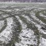Дрифтували на полі: неподалік Тернополя нелюди знищили покриття на місцевому стадіоні (ФОТО)