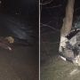 У Трибухівцях смертельна ДТП: водій напідпитку збив жінку