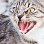 На Тернопільщині скажений кіт покусав свого господаря