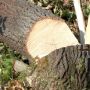Нещасний випадок на Тернопільщині: загинув 35-річний лісоруб (ОНОВЛЕНО)