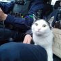 Фото дня: на Тернопільщині патрульні врятували котика, покинутого на автодорозі