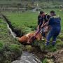 На Тернопільщині врятували корову, яка впала в рів