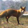 Зникає птиця та домашні тварини: жителі Тернопільщини потерпають від нашестя лисиць