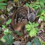 ФОТО ДНЯ: у природному заповіднику «Медобори» знайшли дитинча сарни