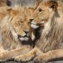 10 серпня в історії: Всесвітній день лева