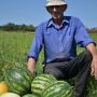 Фермер з Чортківщини вирощує кавуни і продає на ринку