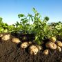 У селі на Кременеччині місцевим господарям заборонили садити картоплю протягом чотирьох років