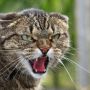 В одному з сіл Чортківщини ввели карантин: скажений домашній кіт покусав жінку