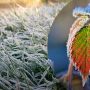 На Тернопільщину йде похолодання, попереджають про заморозки