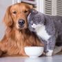 Як визначити ознаки сказу у домашнього кота чи собаки та що робити, якщо тварина вас вкусила