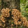 Грибний сезон — грибний рекорд! Жителька Тернопільщини показала як опеньки обросли все дерево