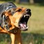 У Тернополі бійцівський собака напав на своїх господарів: довелося викликати поліцію