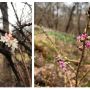 Розквітла попри холод: в Кременецькому ботанічному саду зацвіла калина (ФОТО)