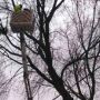 На вулиці Тарнавського обрізатимуть дерева