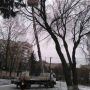 На вул. Богдана Лепкого обрізатимуть дерева