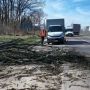 На дорогах Тернопільщини вітер повалив понад 20 дерев