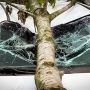 Тернополянин відсудив у міськради та орендаря землі гроші на ремонт авто, на яке впало дерево
