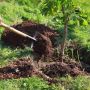 У Тернопільській громади висадили понад сотню дерев та кущів: де стане зеленіше