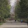 У Старому парку зрізатимуть сухі великі дерева