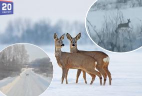 Перебігали дорогу біля людських будинків: неподалік Тернополя помітили диких косуль