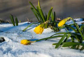 Від -32 до +26: яким був березень на Тернопільщині у попередні роки і минулі десятиліття