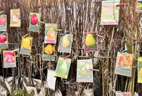 Сезон розсади: що і за скільки продають на тернопільському ринку