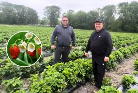 Від бойового медика до фермера: ветеран Віктор Штурма розвиває ягідний бізнес на Кременеччині