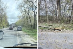 Шквальний вітер на Тернопільщині: дерева падають на авто, дороги, у парках і на лінії електромереж