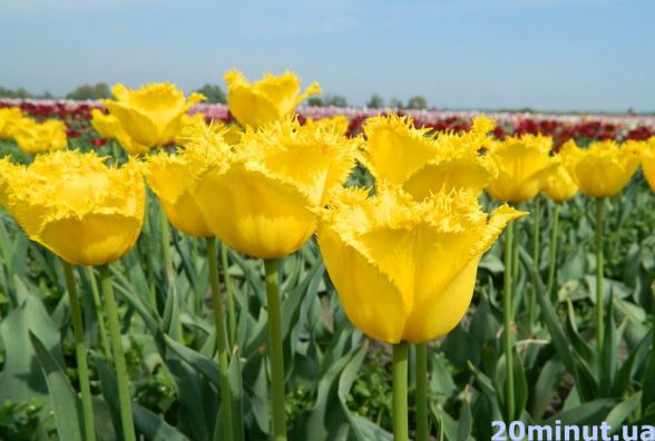 Запрошують на свято тюльпанів. Поїдьте в українську Голландію