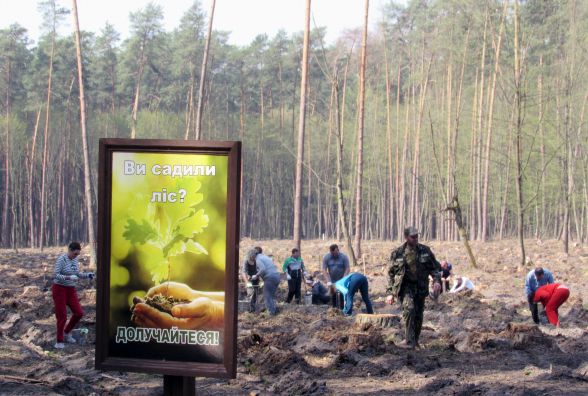 Лісові господарства управління відновили 412 гектарів лісів та створили 132 гектари нових
