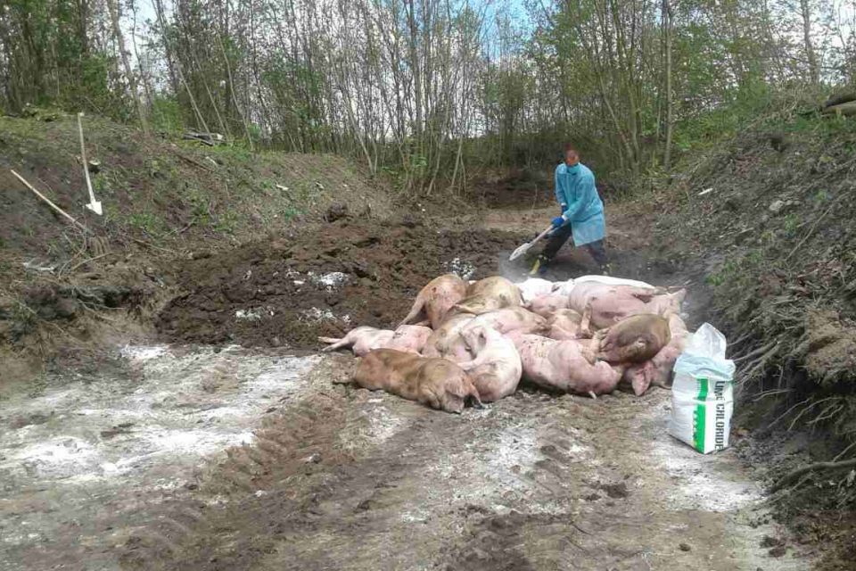 У Підволочиському районі ліквідували спалах африканської чуми свиней